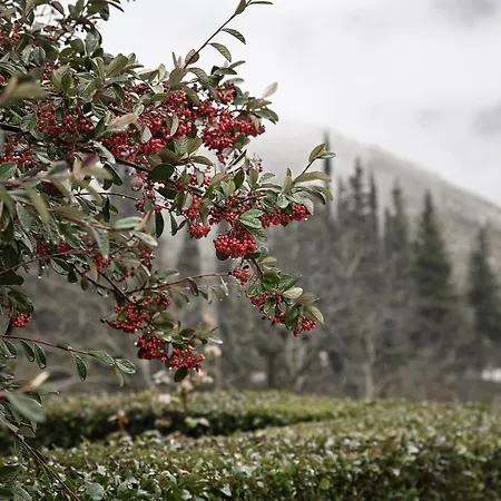 Σαλέ Petrina Theohari Lekhouri